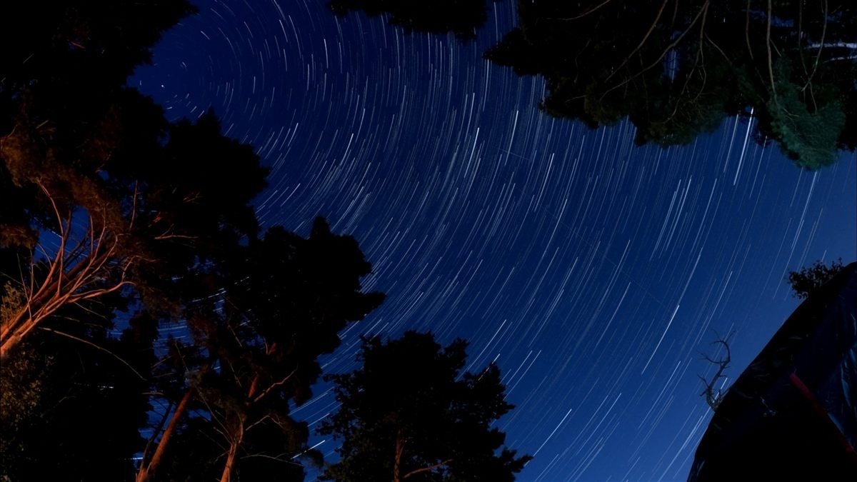 Star trails arcing over night trees
