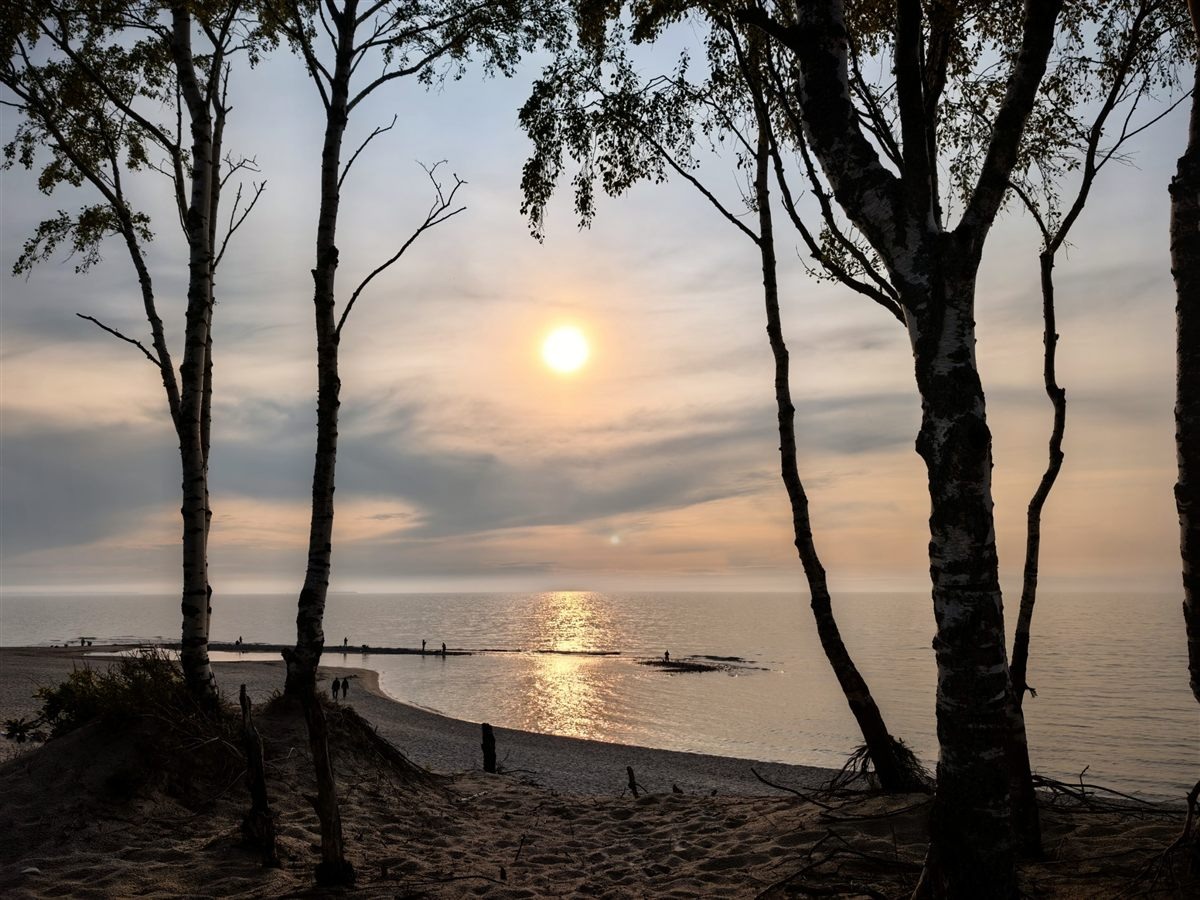 Beach at sunset framed by trees
