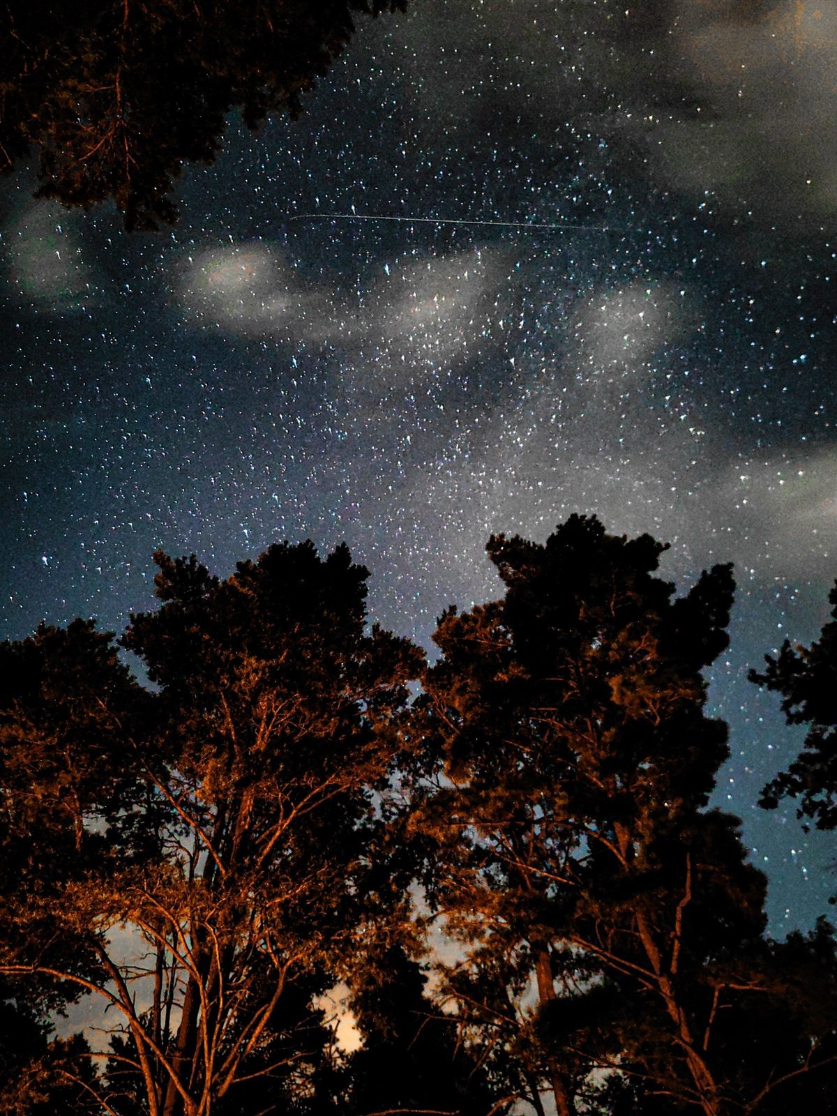 Night trees lit orange by a campfire under the stars